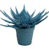 Plante artificielle exotique bleue en pot 33 cm