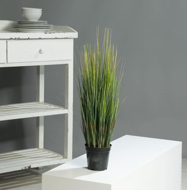 Plante CAREX en pot 67cm