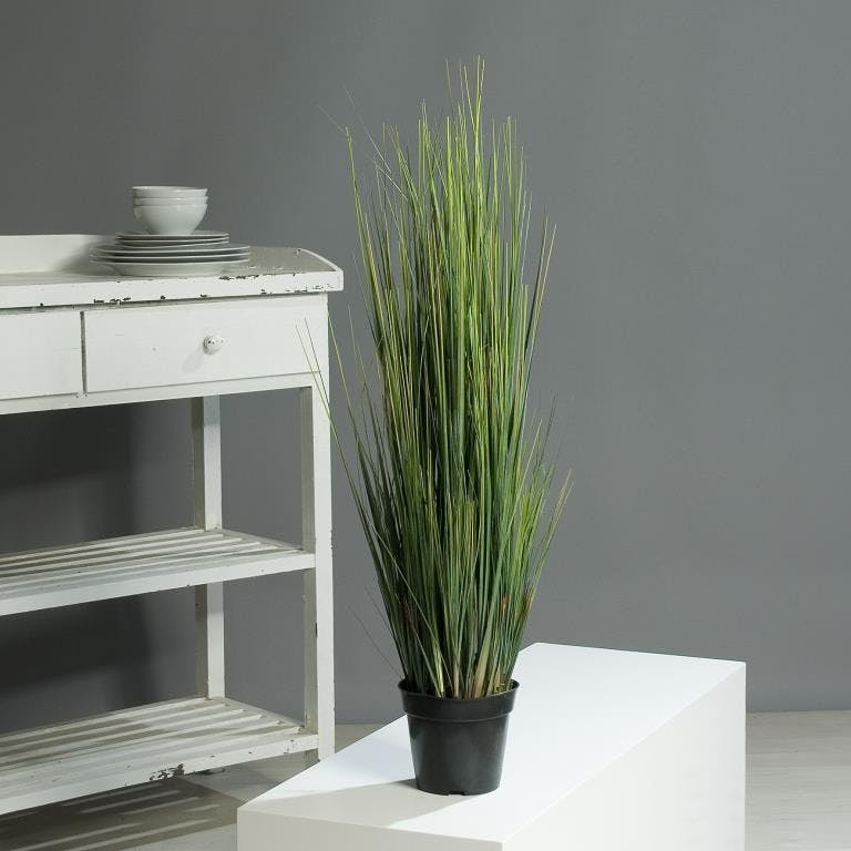Plante CAREX en pot 92cm