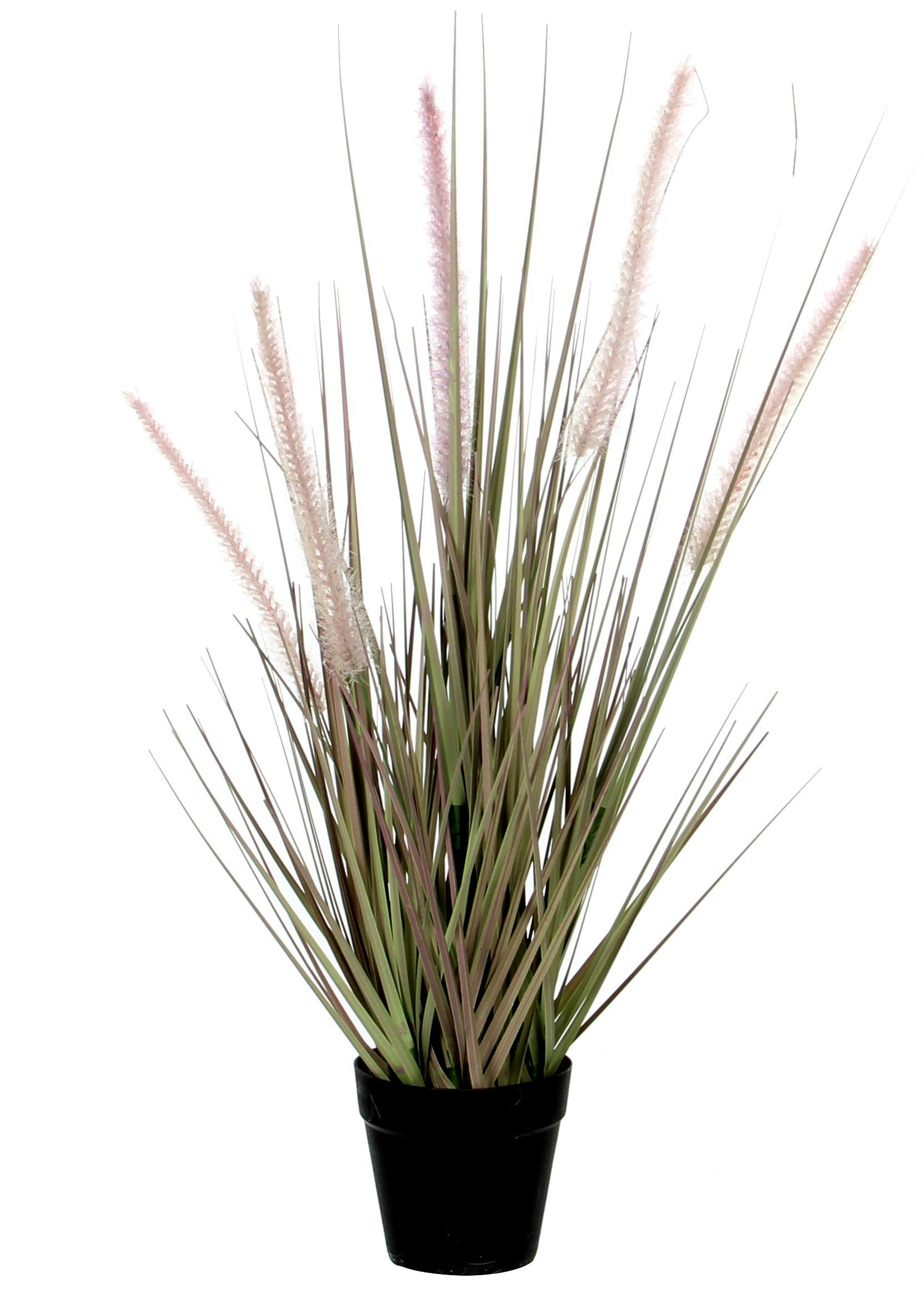 Plante Dogtail en pot H53cm D10cm