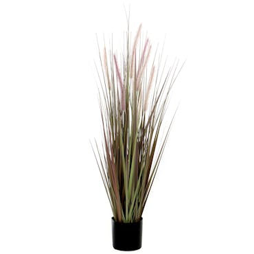 Plante Dogtail en pot H90cm D12,5cm