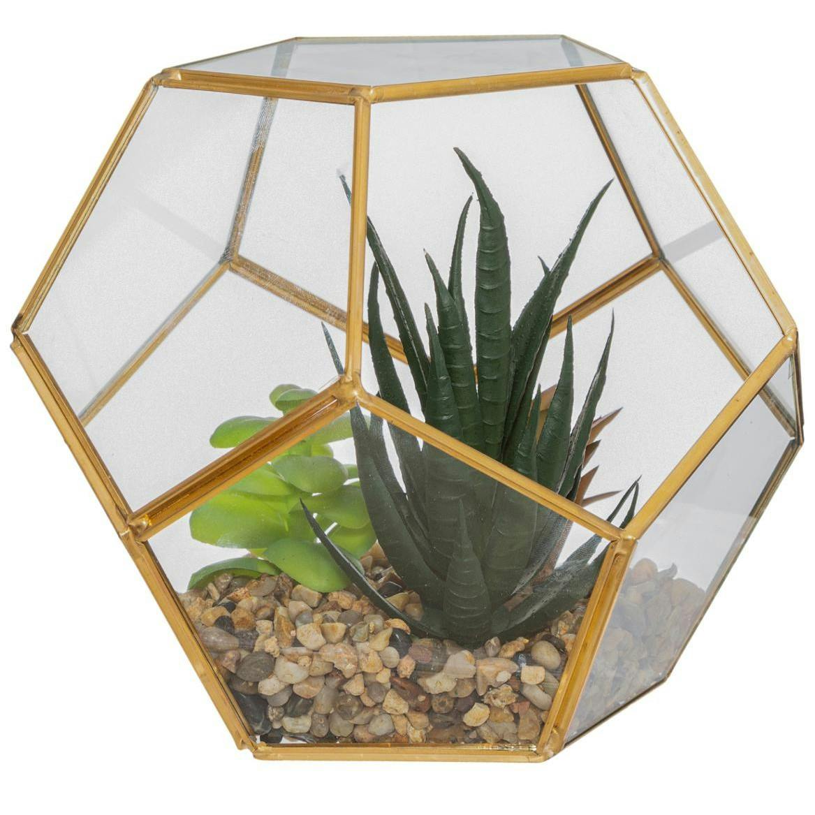 Plante en terrarium 17 cm
