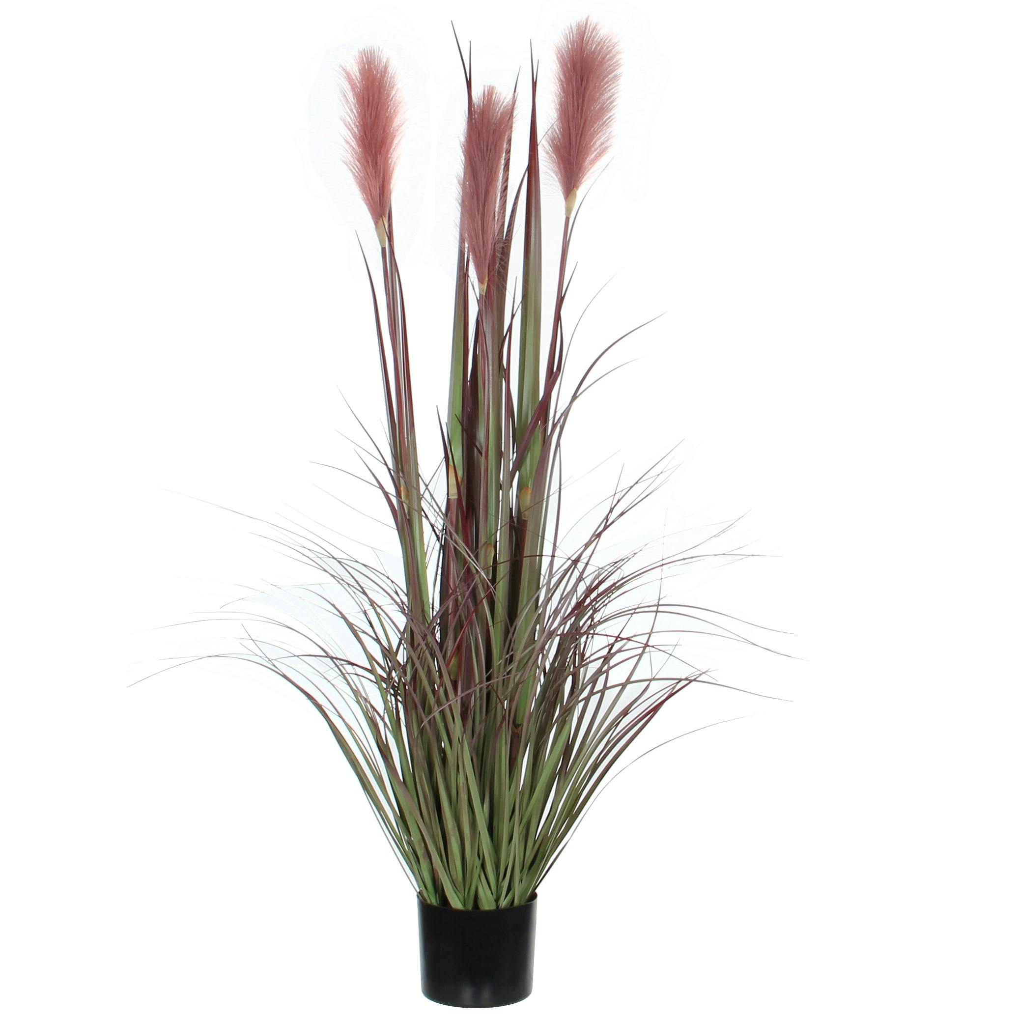 Plante Foxtail en pot PVC bordeaux H120xD45cm