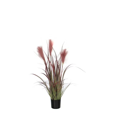 Plante Foxtail en pot PVC bordeaux H81xD45cm