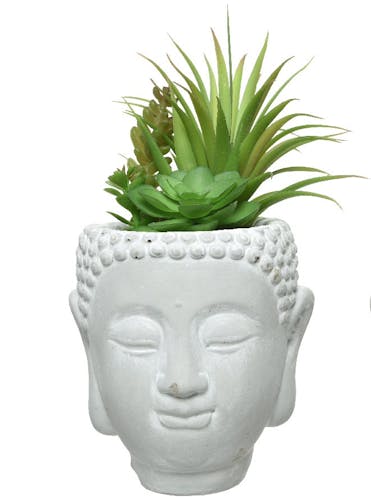 Plante grasse dans pot Bouddha M1
