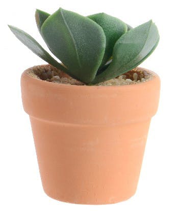 Plante grasse pot terre cuite M1