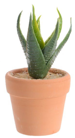 Plante grasse pot terre cuite M2