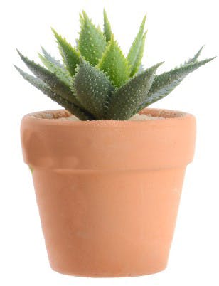 Plante grasse pot terre cuite M3