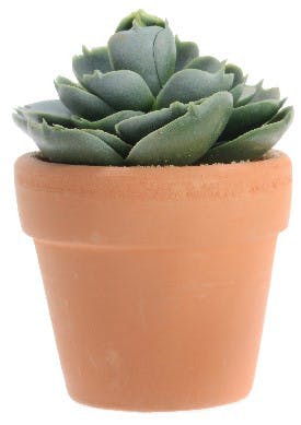 Plante grasse pot terre cuite M4