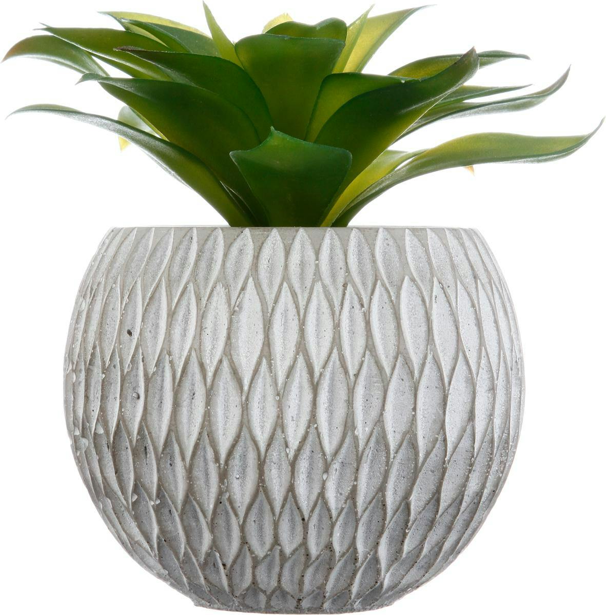Plante grasse verte feuilles longues dans son port en ciment gris H17cm