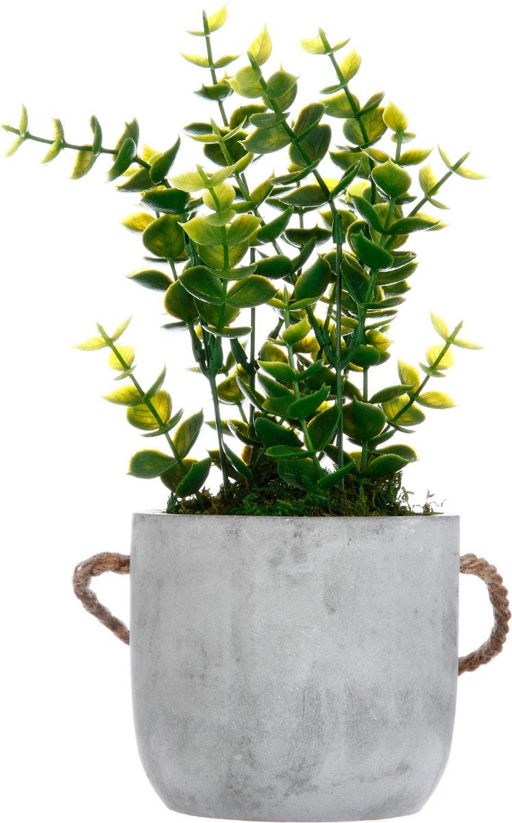 Plante verte dans pot en ciment gris avec anse en corde à suspendre D10xH25cm