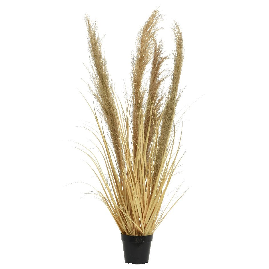 Plumeau en pot, 100 cm