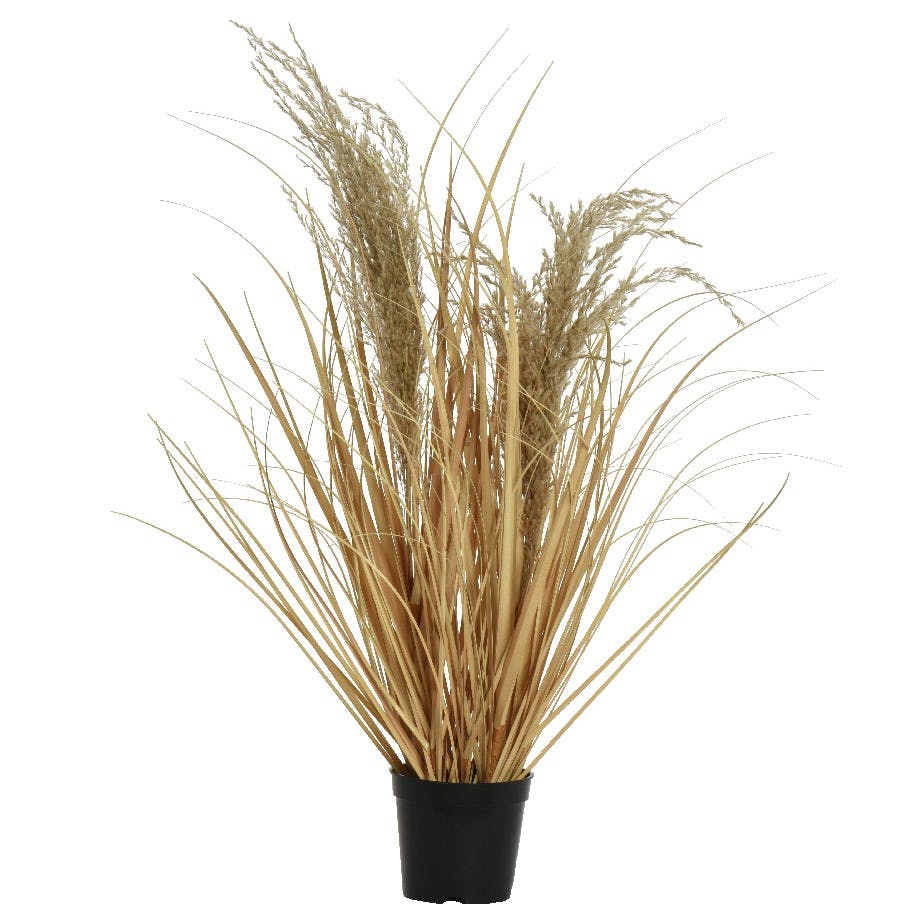 Plumeau en pot, 60 cm