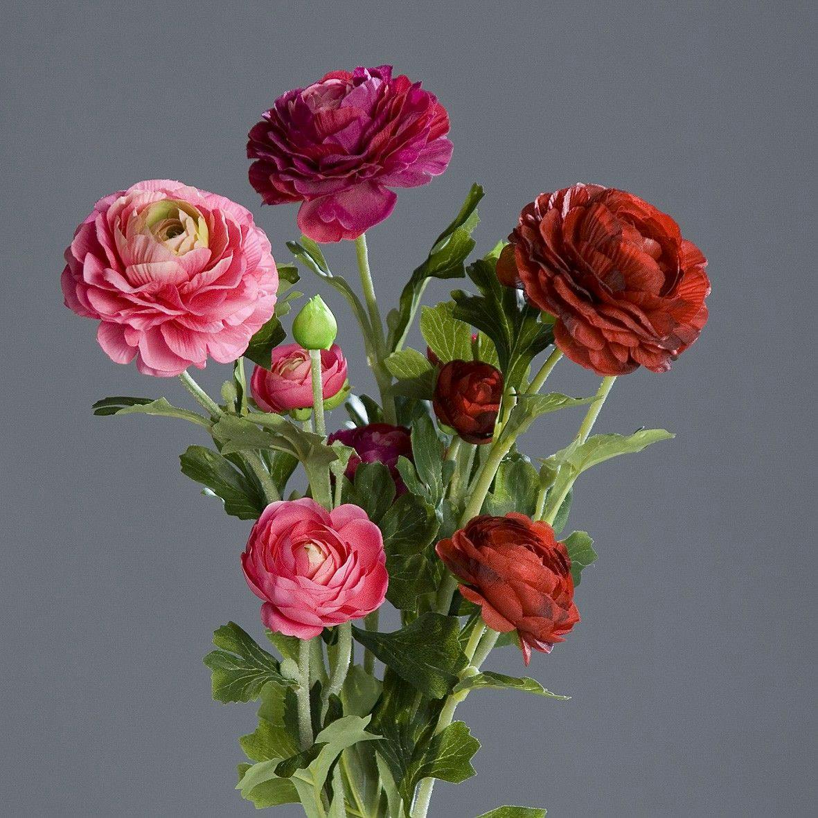 Renoncule fuchsia