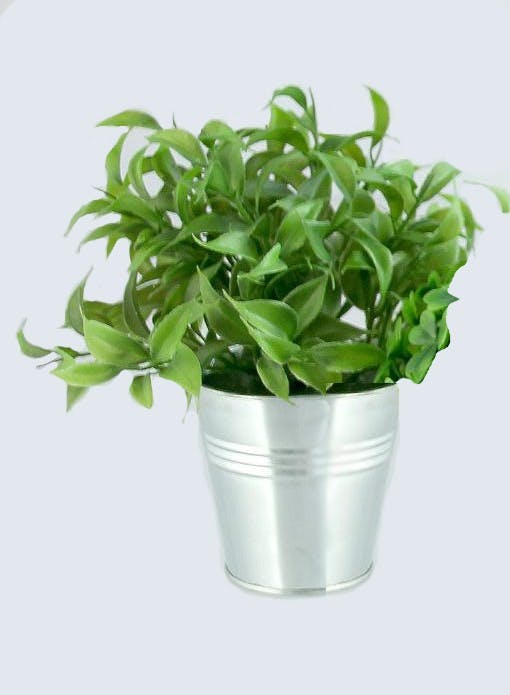 Rhapis plante verte dans son pot en zinc H17cm