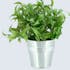 Rhapis plante verte dans son pot en zinc H17cm