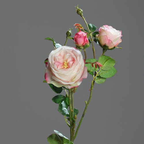 Rose 2 fleurs avec boutons Rose-Blanc 60CM
