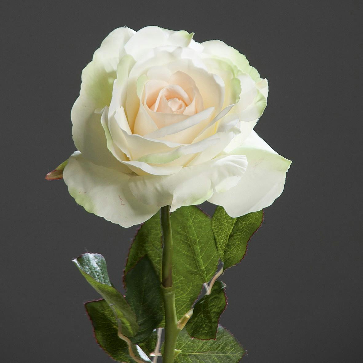 Rose Bogota XL Crème 56CM