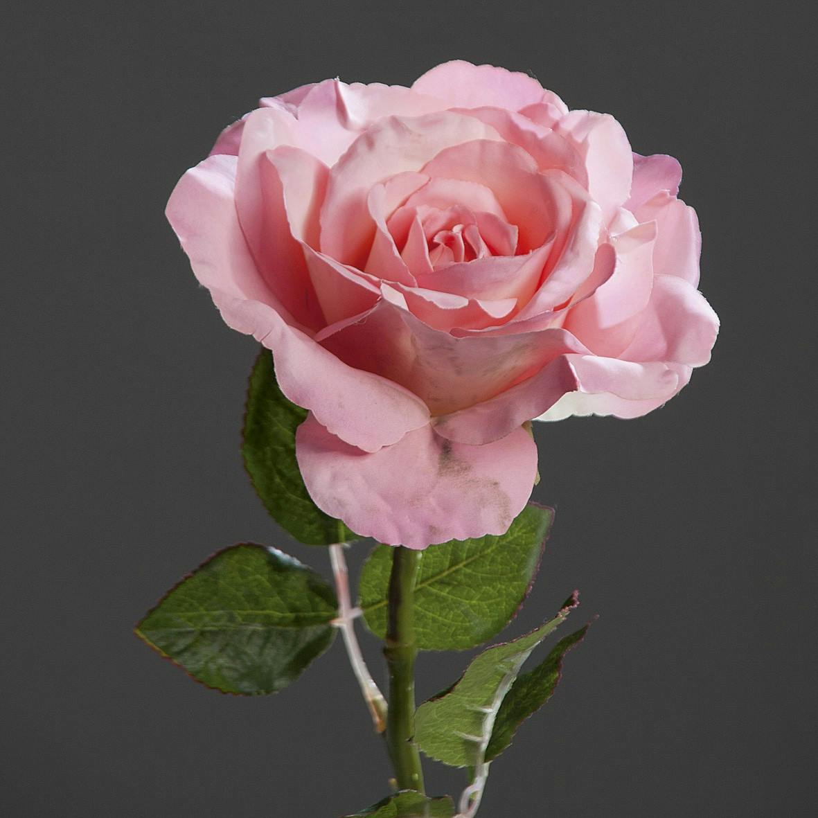 Rose Bogota XL Rose 56CM