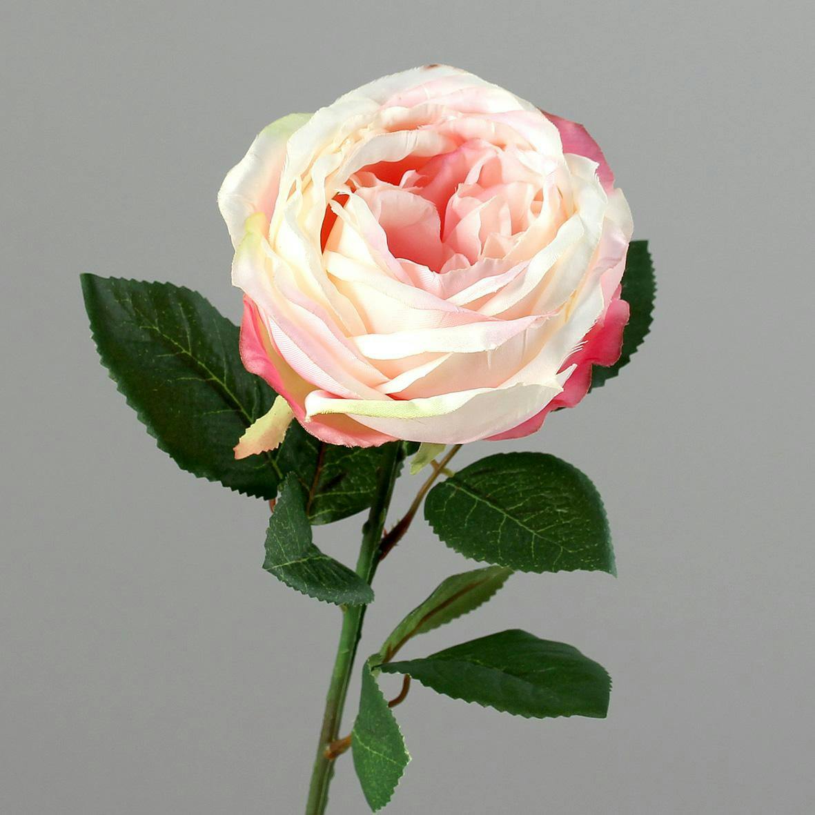 Rose Cabbage ouverte couleurs Rose et Crème 47cm