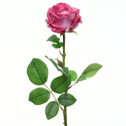 Rose fuchsia en soie sur tige 66cm