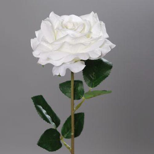 Rose ouverte couleur crème, 56cm