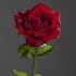 Rose ouverte touché velours couleur rouge 60cm
