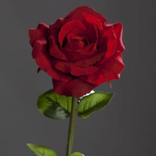 Rose ouverte touché velours couleur rouge 60cm