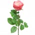 Rose rose en soie sur tige 68cm