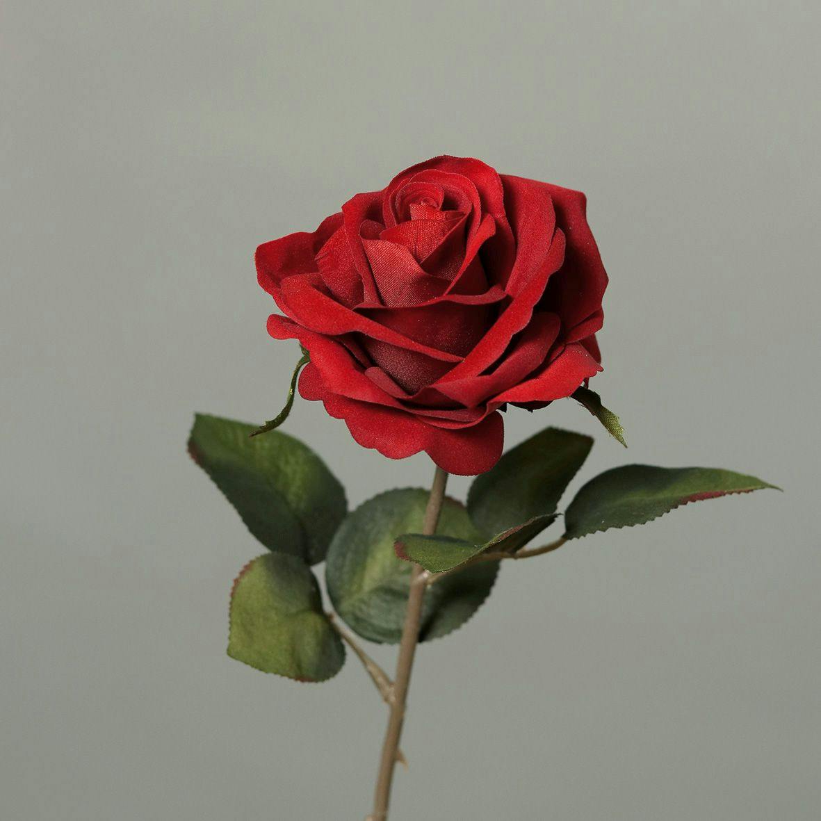 Rose rouge-bordeaux 43 cm