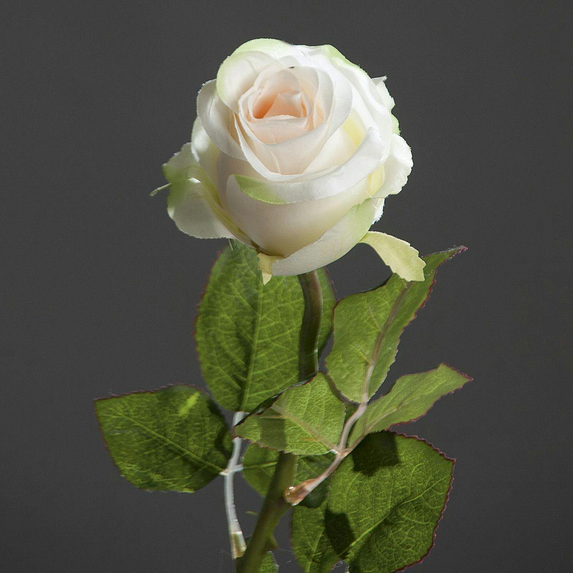 Rose tige 55 cm couleur crème