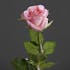Rose tige 55 cm rose
