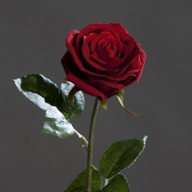 Rose touché velours couleur rouge, 50cm
