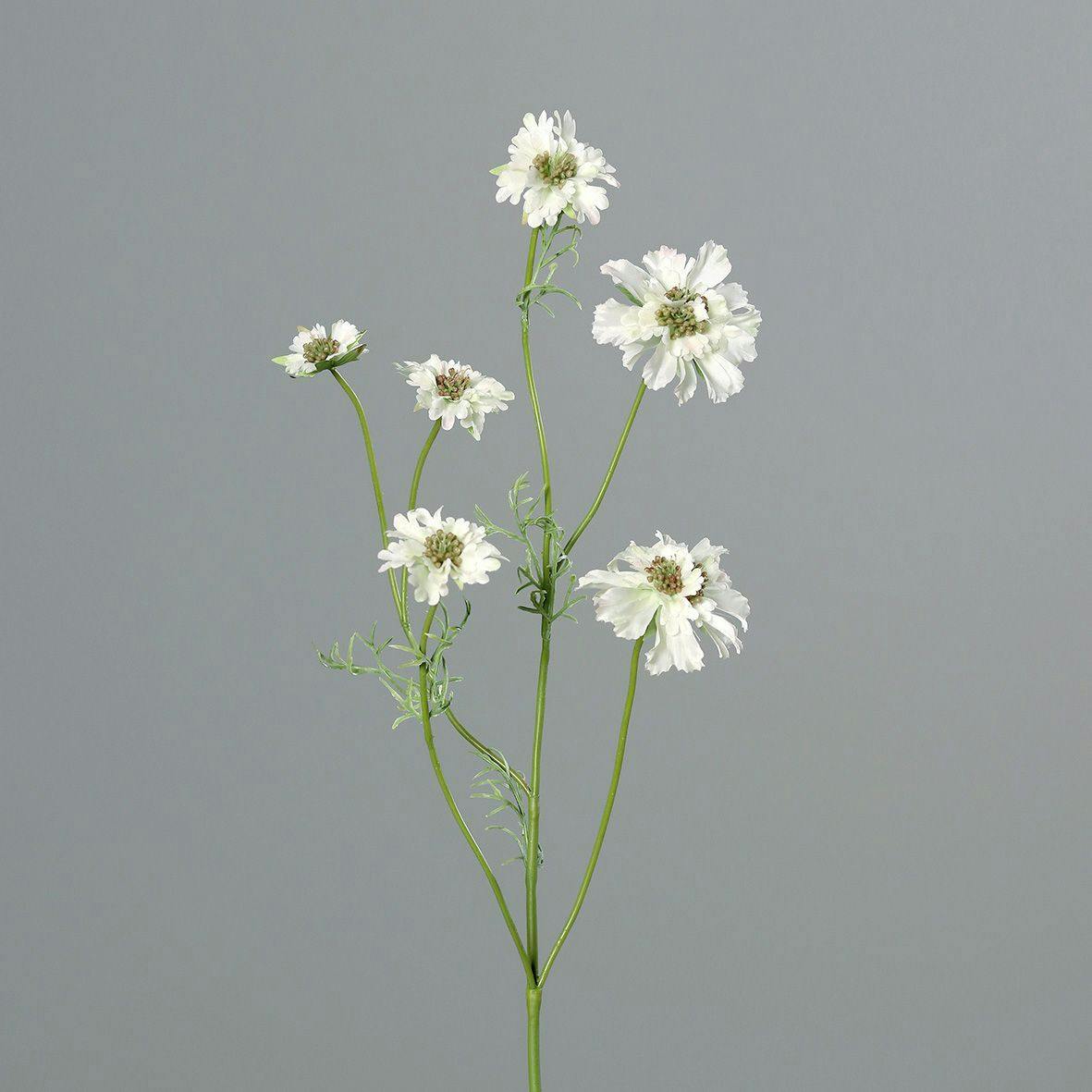 Scabiosa branche couleur crème
