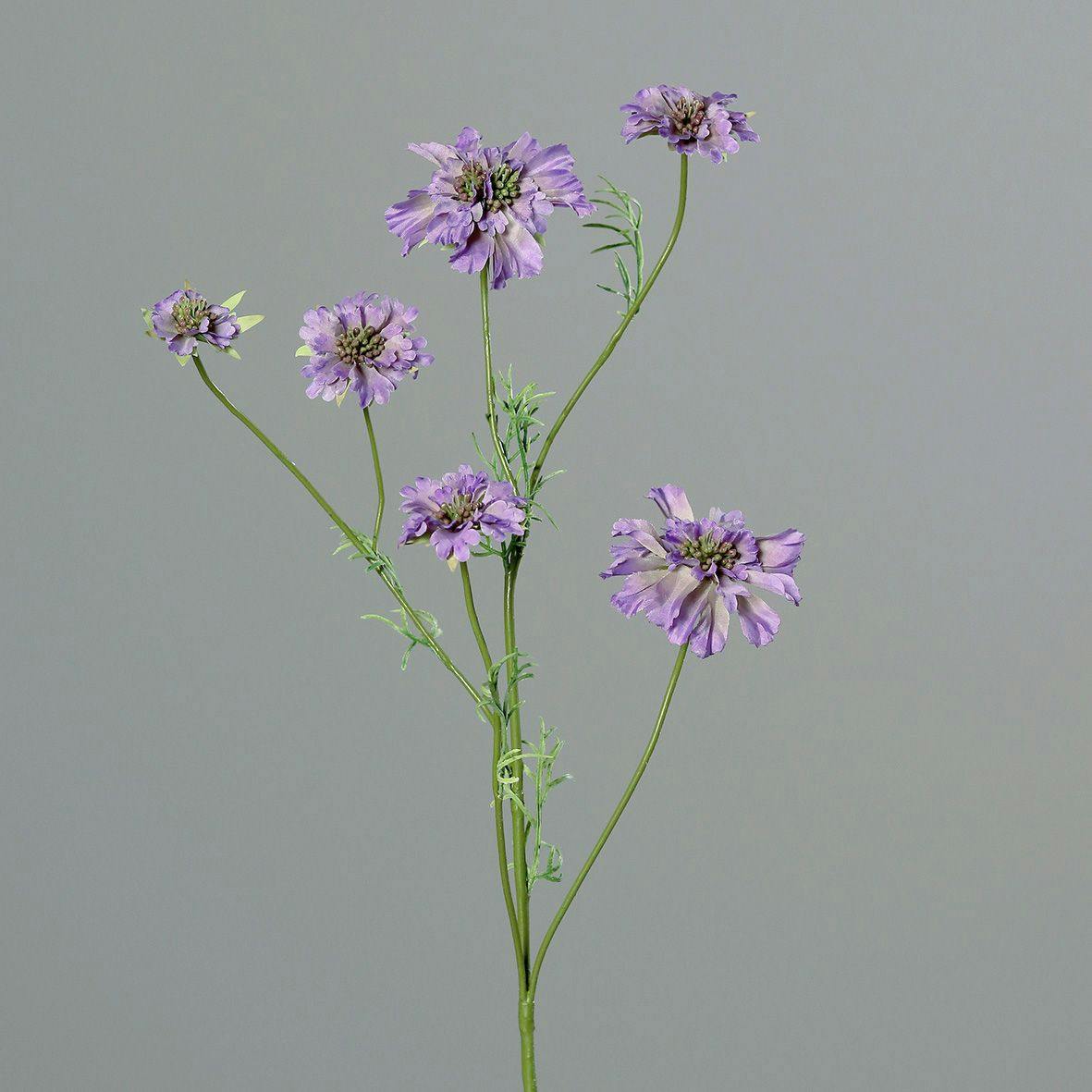 Scabiosa branche violet