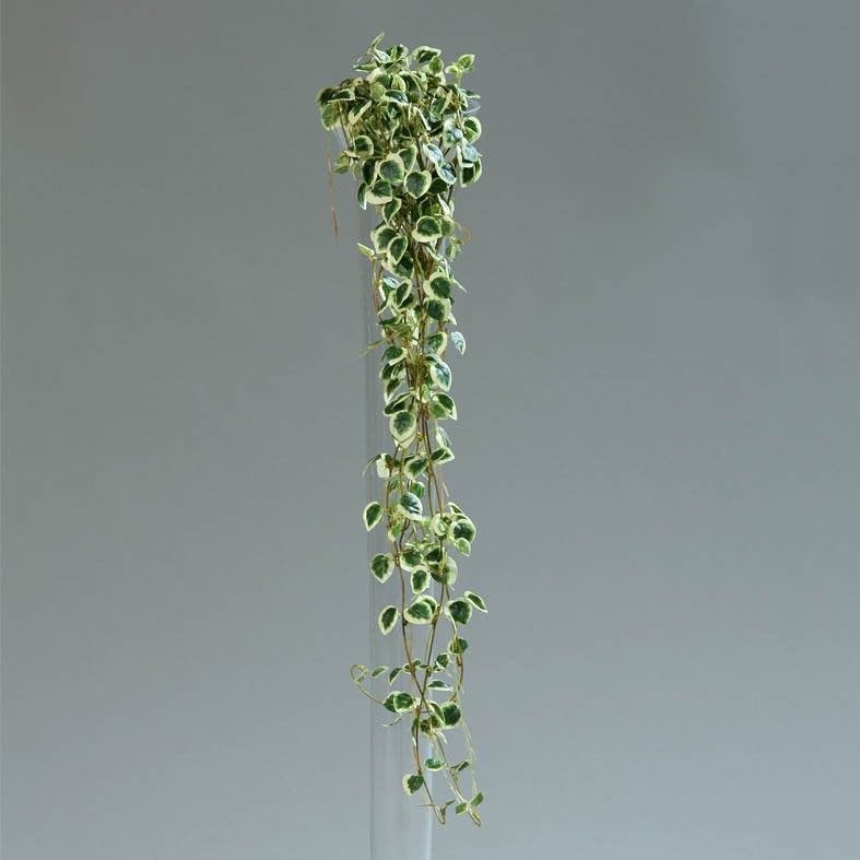 Senecio vert 2