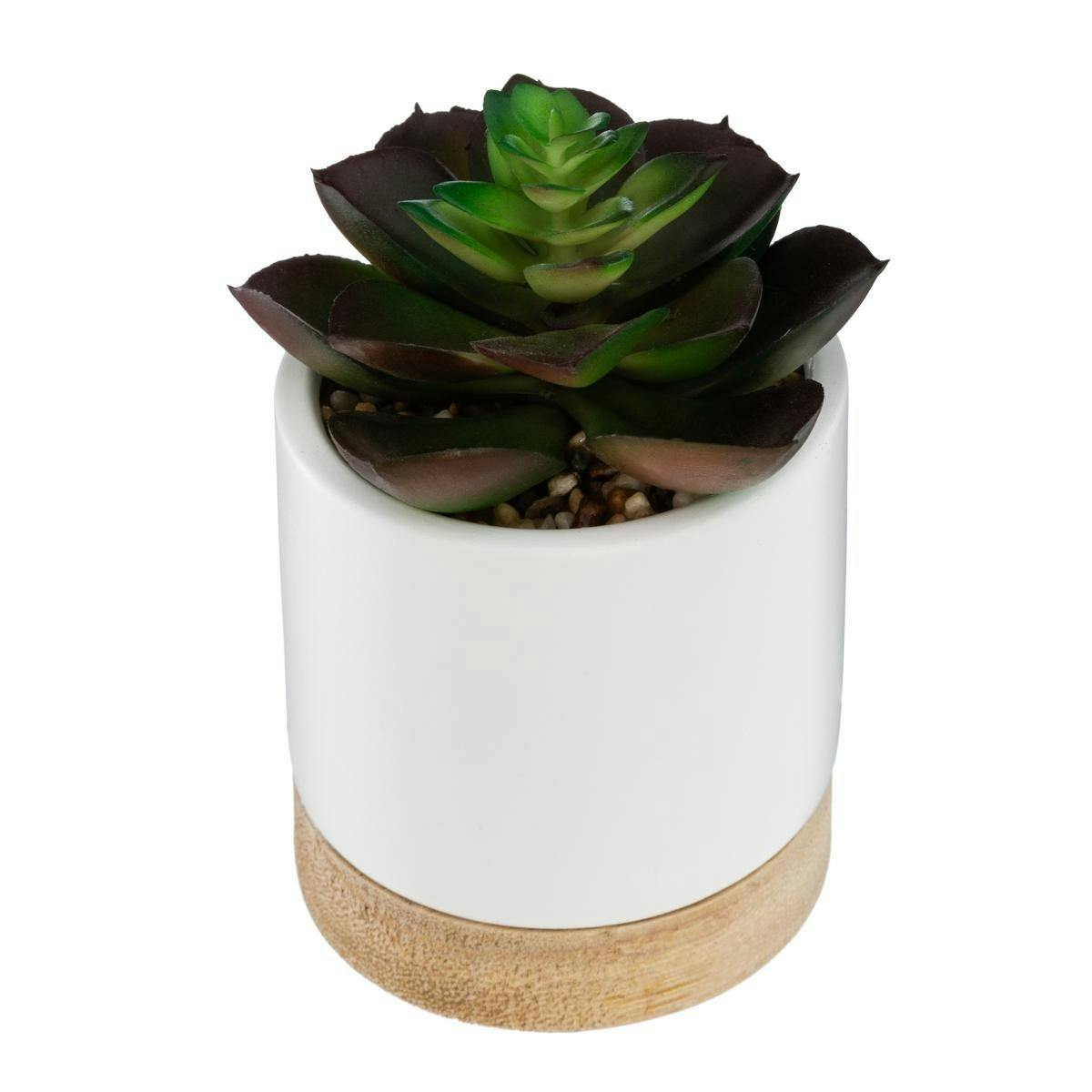 Succulente ouverte pot céramique et bois