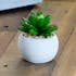 Succulente "plante grasse" dans son pot rond couleur sable, 6cm (à l'unité)