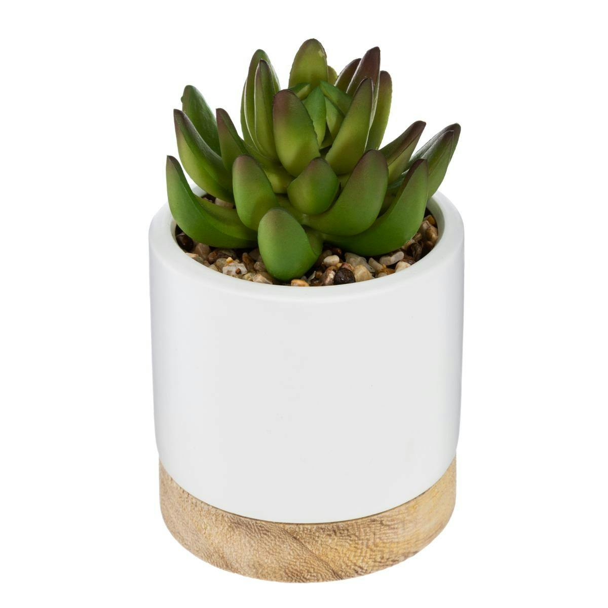Succulente pot céramique et bois