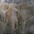Tableau ANIMAL Elephants peinture acrylique et éléments métal - tons beiges, marrons et argentés 90x90cm