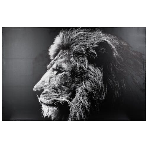 Tableau ANIMAUX Lion noir et blanc 78x118cm