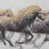 Tableau ANIMAUX Troupeau de chevaux tons beiges, bruns, noirs et blancs 70x140cm