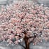 Tableau nature cerisier en fleurs tons doux