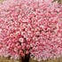 Tableau nature cerisier en fleurs tons vifs