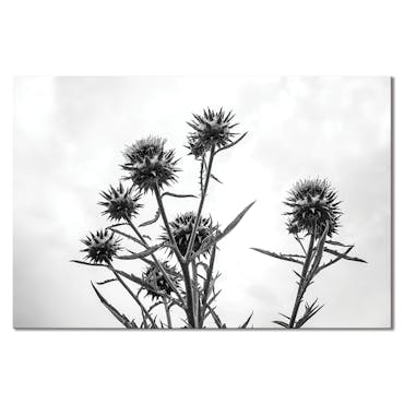 Tableau photo plexiglas chardon noir et blanc